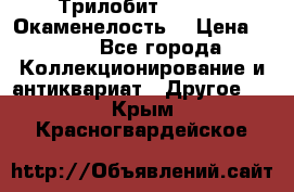 Трилобит Asaphus. Окаменелость. › Цена ­ 300 - Все города Коллекционирование и антиквариат » Другое   . Крым,Красногвардейское